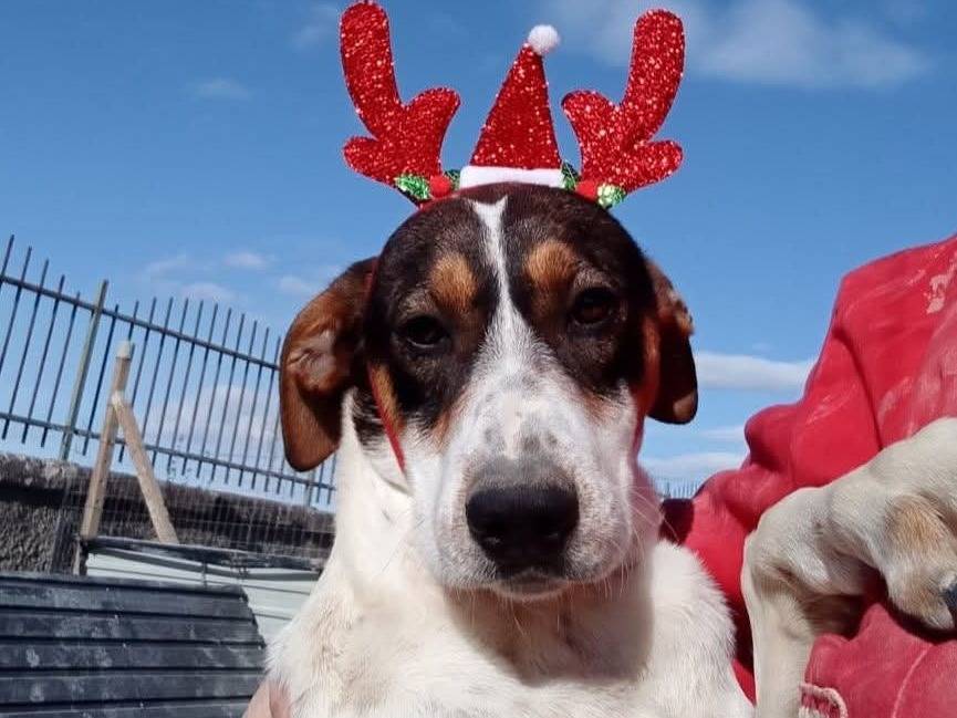 Adotta un cane, taglia media, maschio, Catania