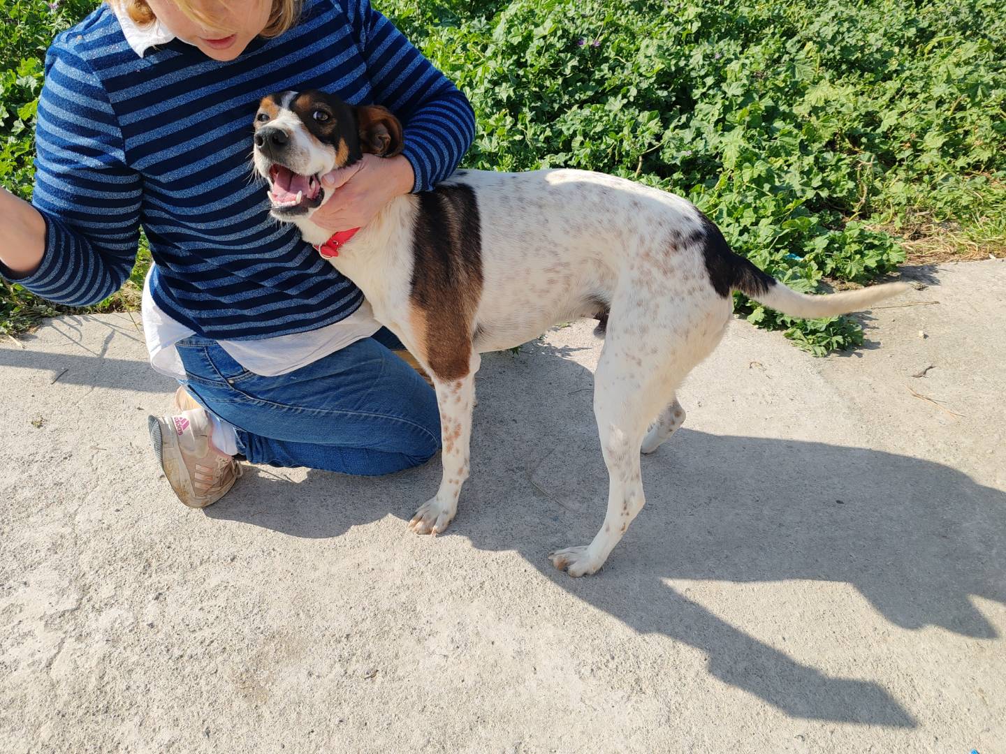 Vuoi adottare un cane a Catania?