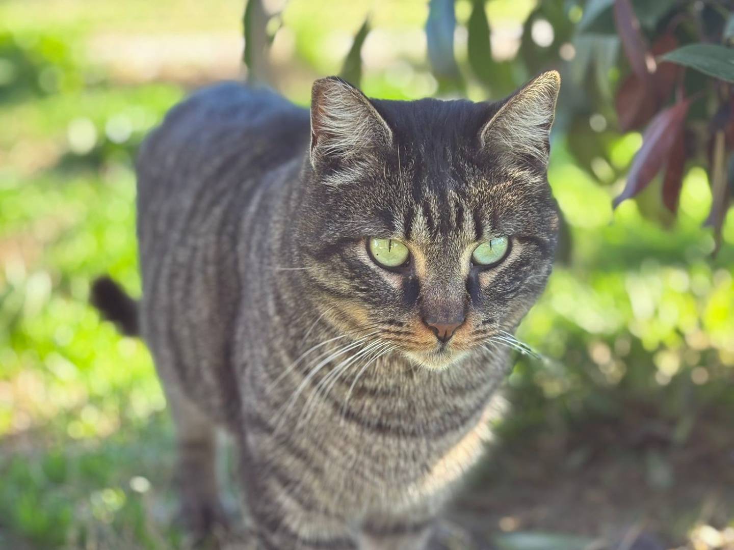 Adotta un gatto, taglia non valida, maschio, Pisa