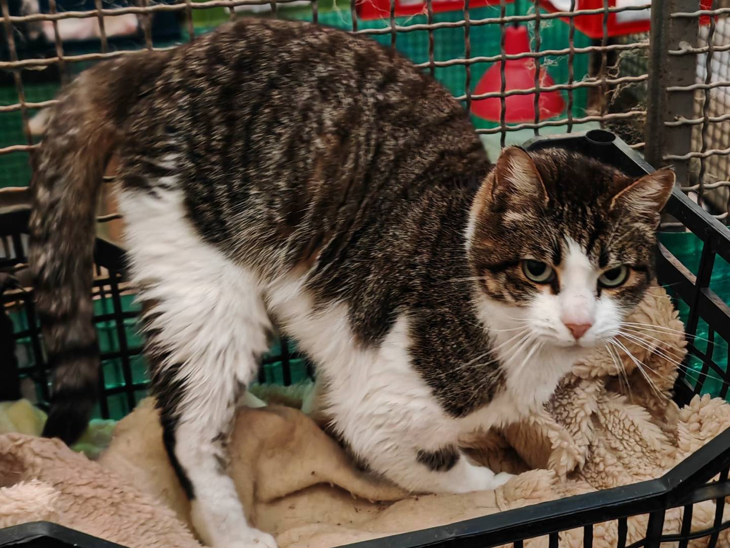 Adozione gatto, femmina, Razza sconosciuta Razza sconosciuta, 7 anni e 9 mesi, taglia non valida, Roma