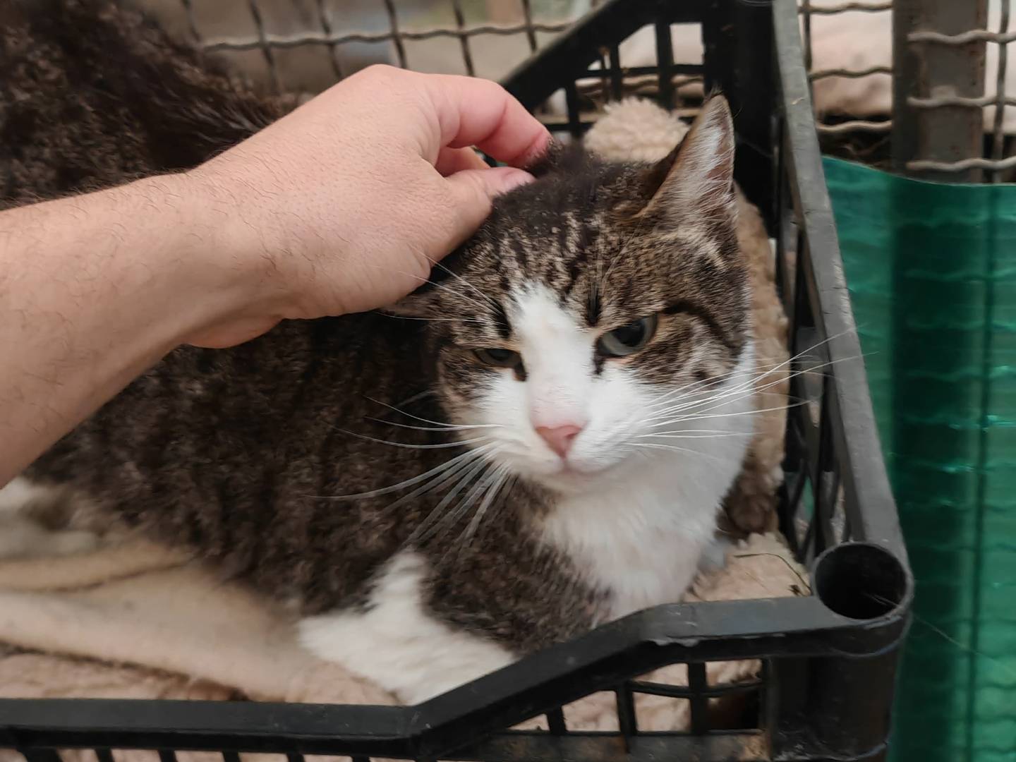 Adotta un gatto, femmina, 7 anni e 9 mesi, Roma