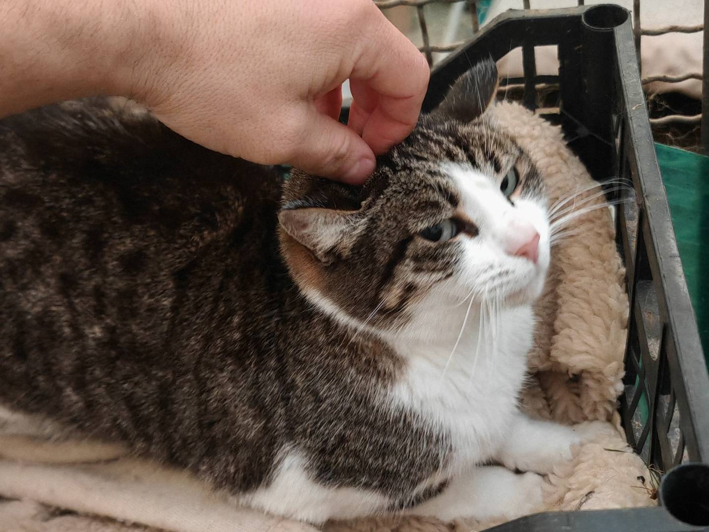 Vuoi adottare un gatto a Roma?