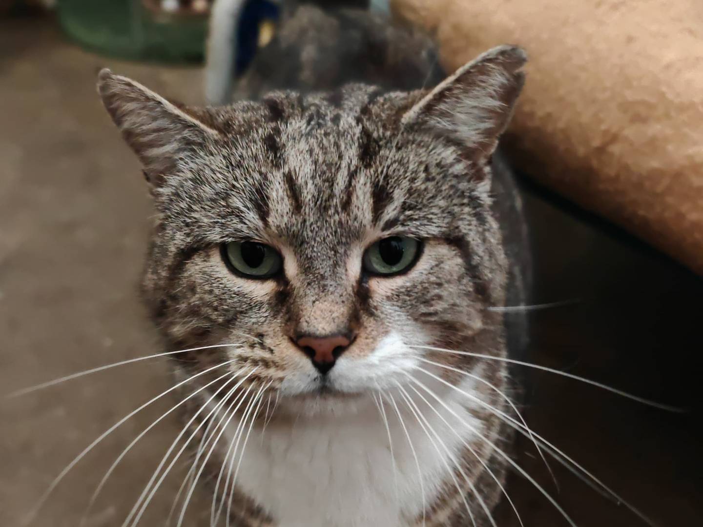 Adozione gatto, maschio, Razza sconosciuta Razza sconosciuta, 6 anni e 8 mesi, taglia non valida, Roma