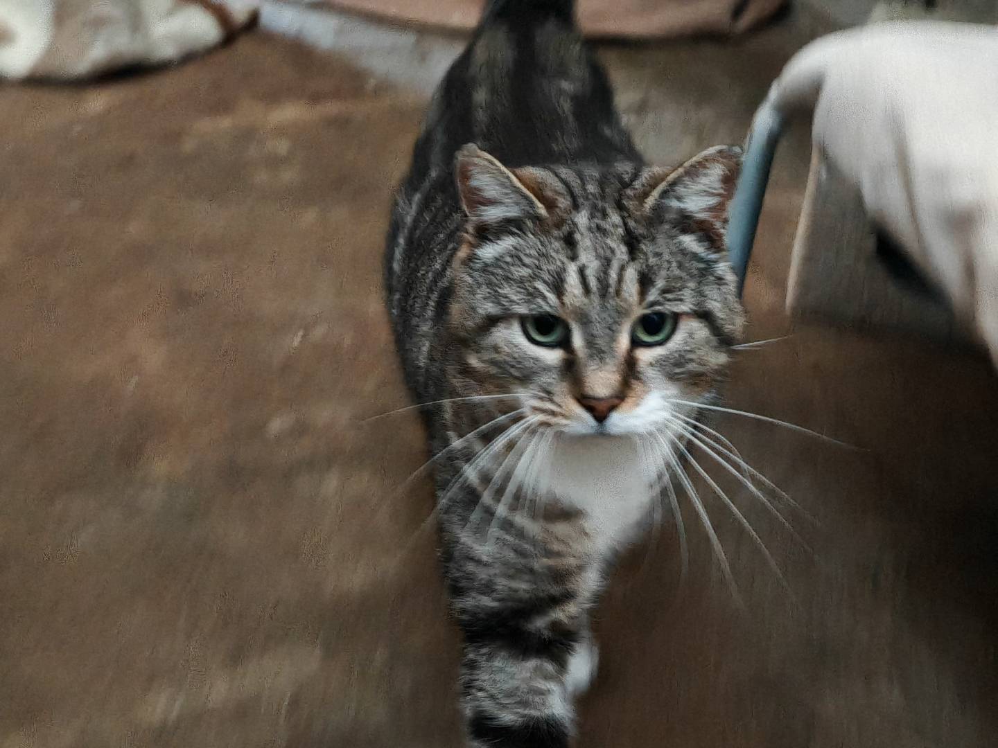 Adotta un gatto, maschio, 6 anni e 8 mesi, Roma