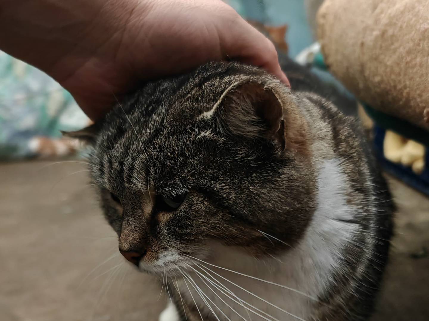 Adotta un gatto, taglia non valida, maschio, Roma