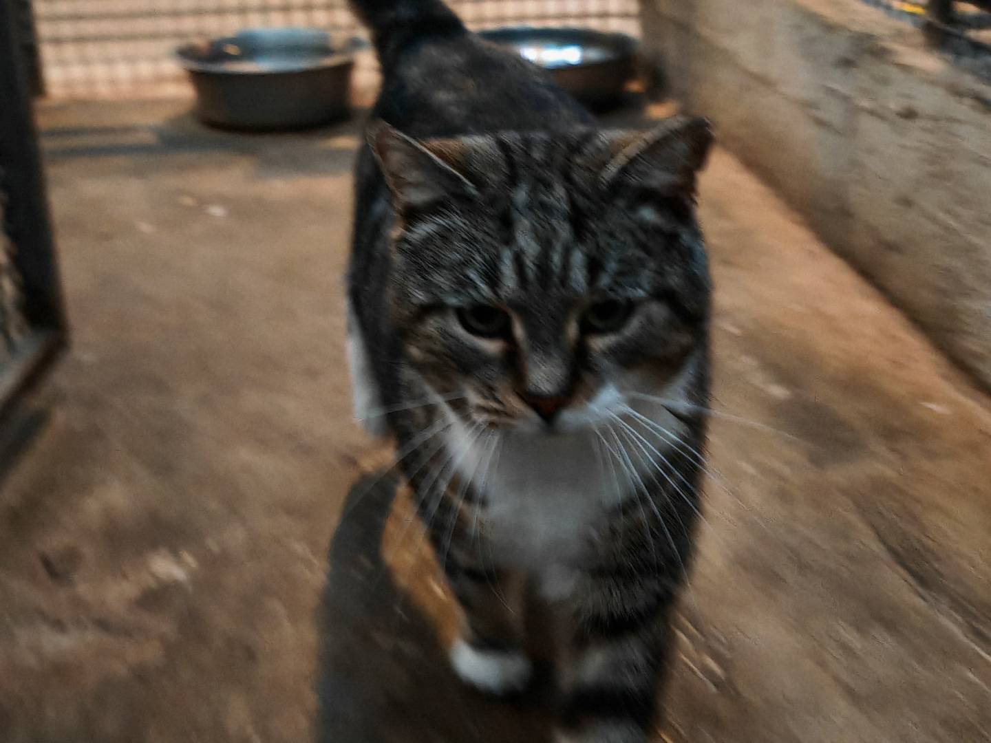 Vuoi adottare un gatto a Roma?