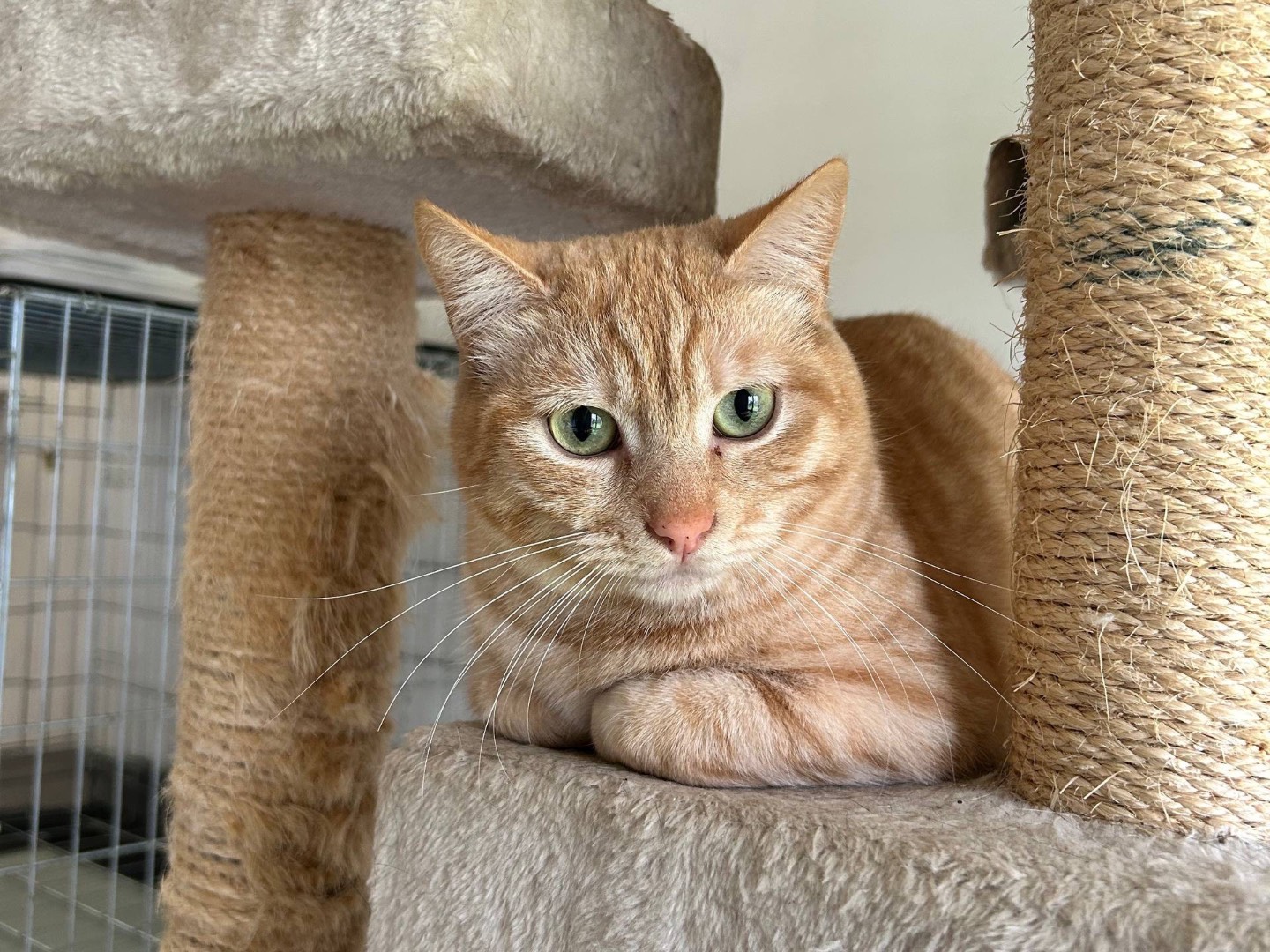 Adozione gatto, femmina, Razza sconosciuta Razza sconosciuta, 3 anni e 4 mesi, taglia non valida, Padova