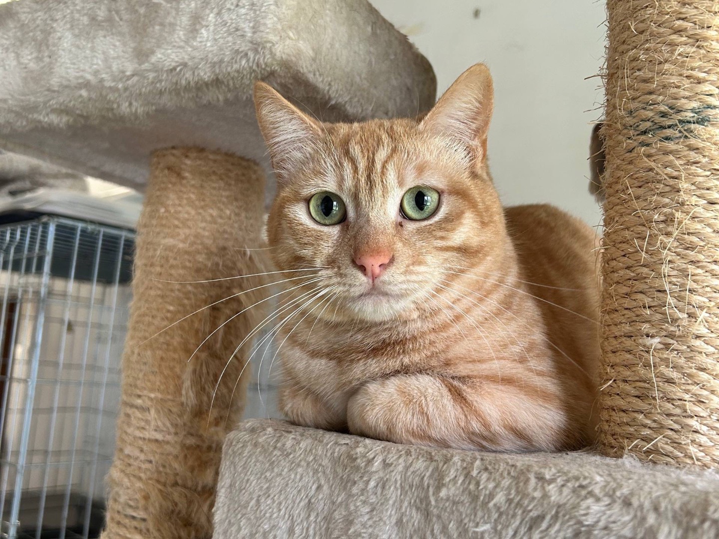 Adotta un gatto, femmina, 3 anni e 4 mesi, Padova