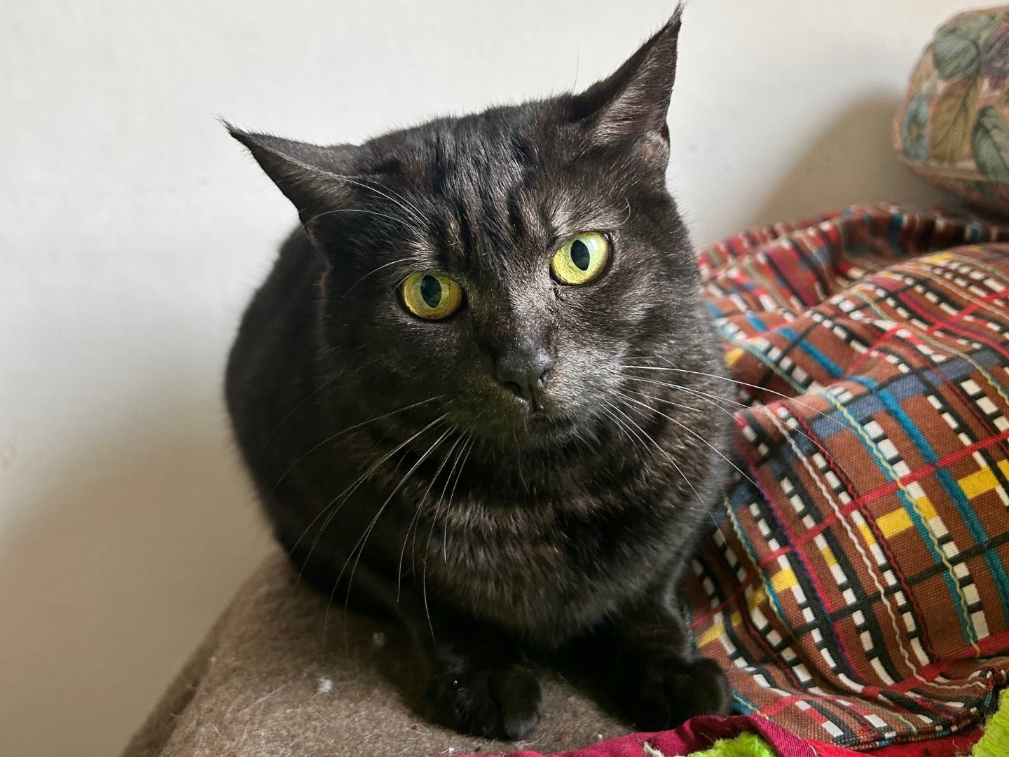 Adozione gatto, femmina, Razza sconosciuta Razza sconosciuta, 3 anni e 3 mesi, taglia non valida, Padova