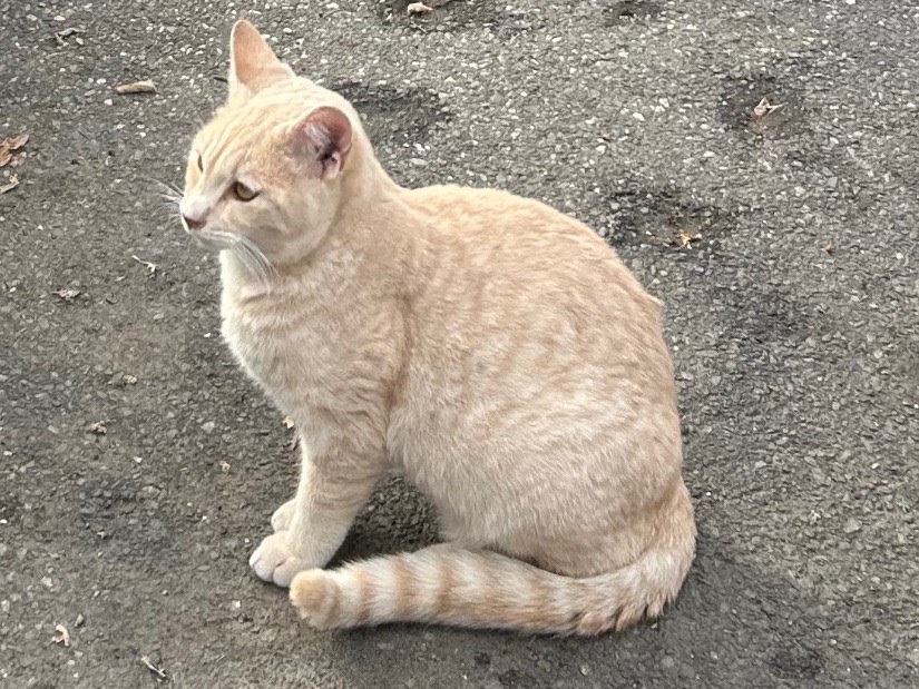 Adotta un gatto, maschio, 6 mesi, Messina