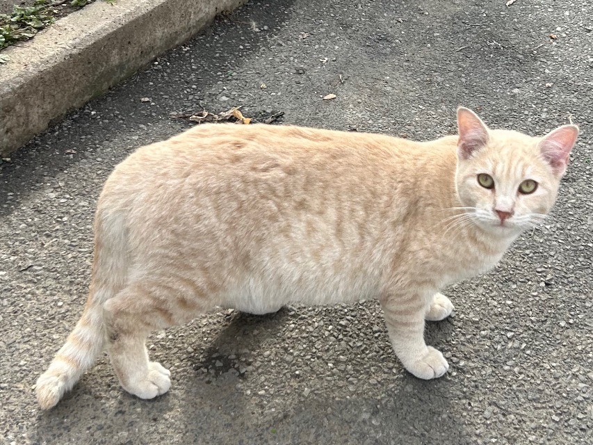 Adotta un gatto, taglia non valida, maschio, Messina