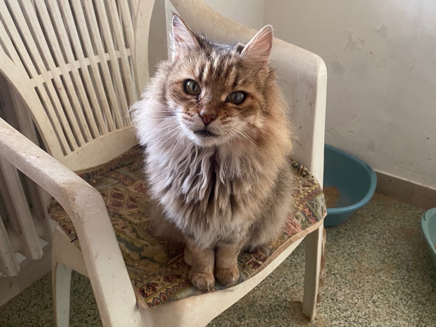 Adozione gatto, femmina, Razza sconosciuta Razza sconosciuta, 10 anni e 1 mese, taglia non valida, Teramo