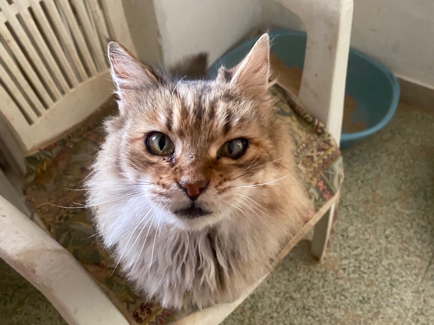 Adotta un gatto, femmina, 10 anni e 1 mese, Teramo