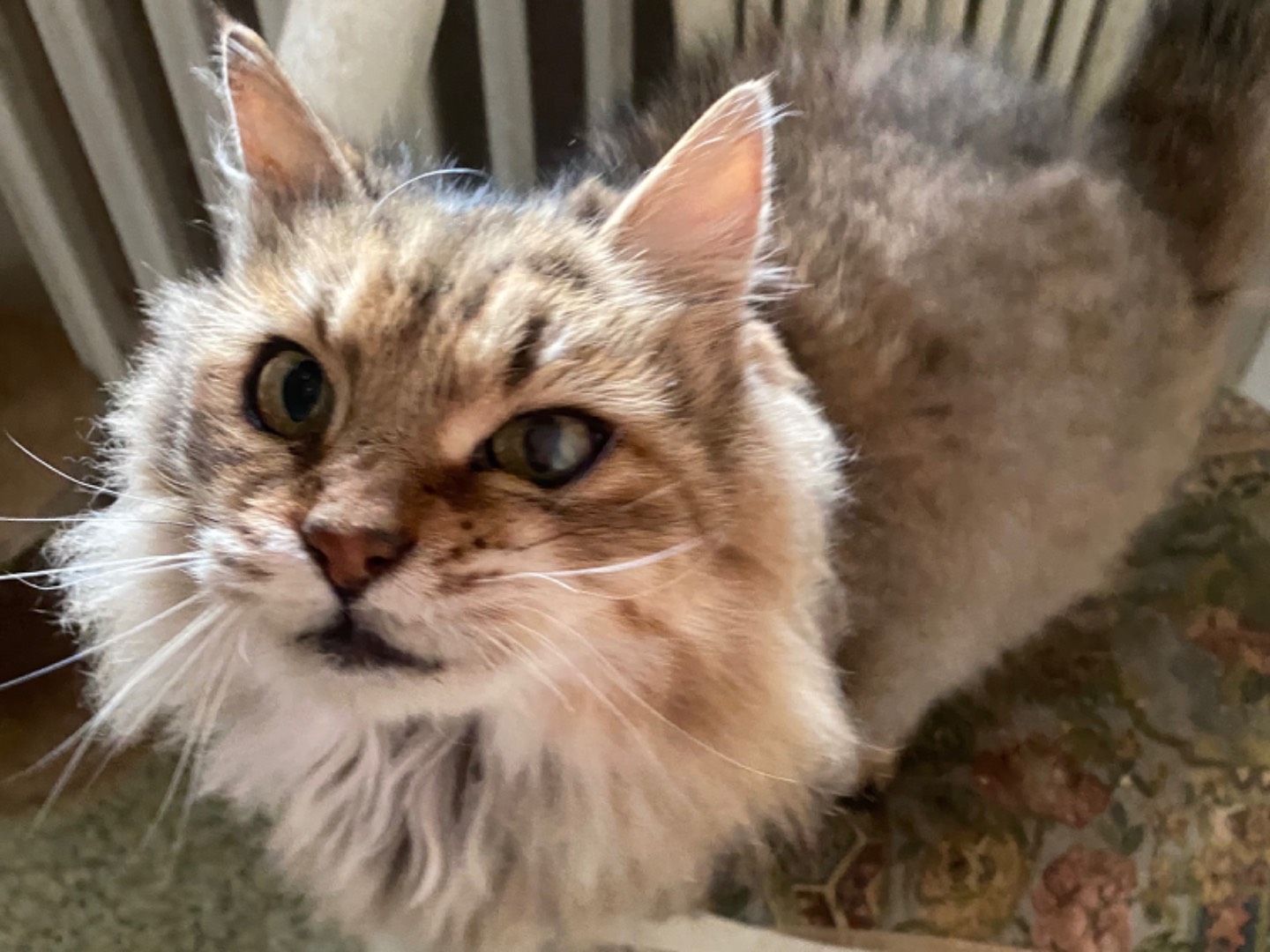 Adotta un gatto, taglia non valida, femmina, Teramo