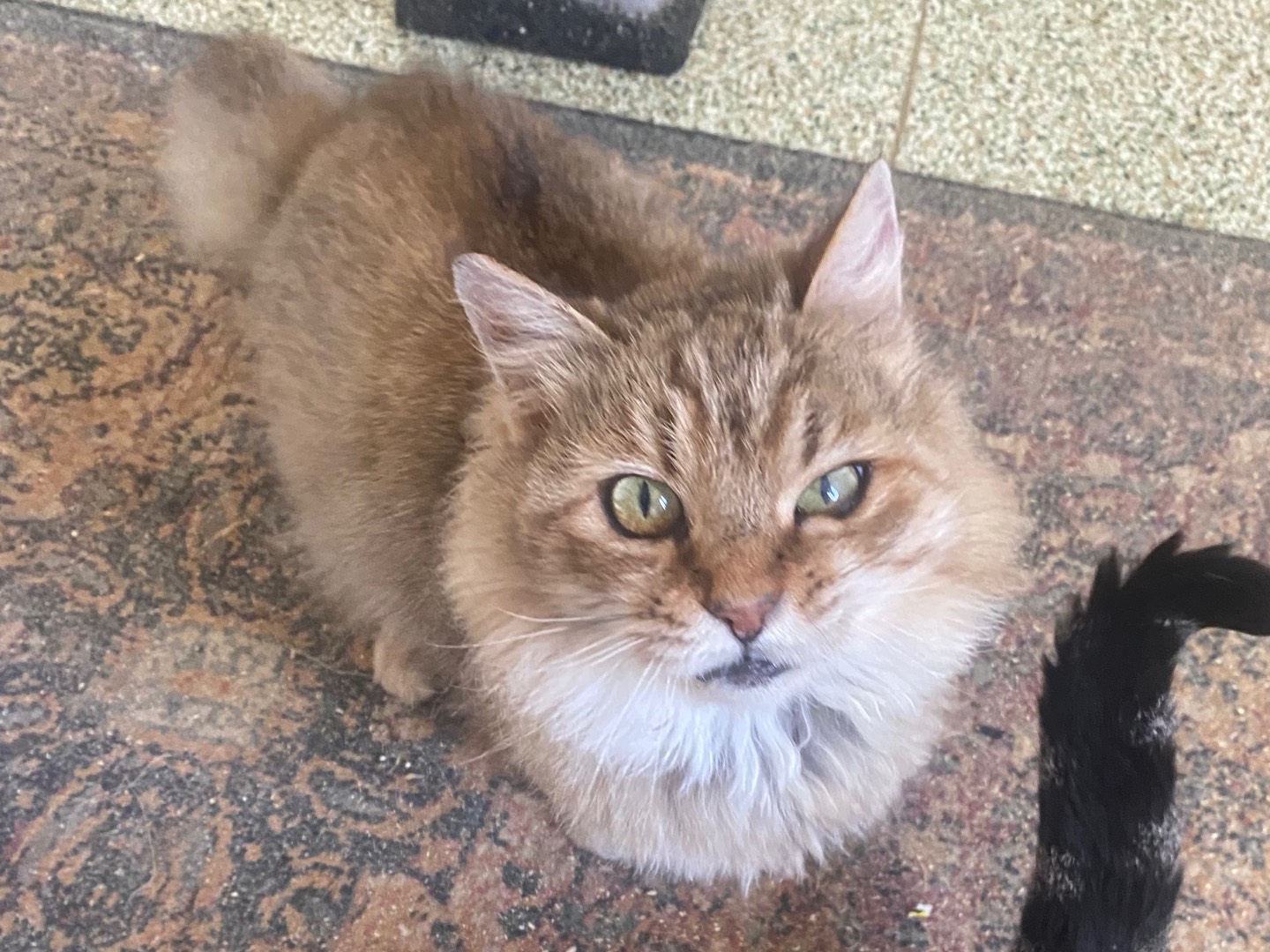 Vuoi adottare un gatto a Teramo?