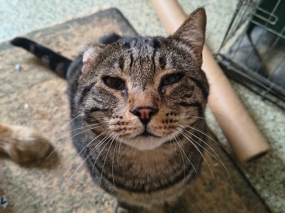 Adozione gatto, maschio, Razza sconosciuta Razza sconosciuta, 6 anni e 8 mesi, taglia non valida, Teramo