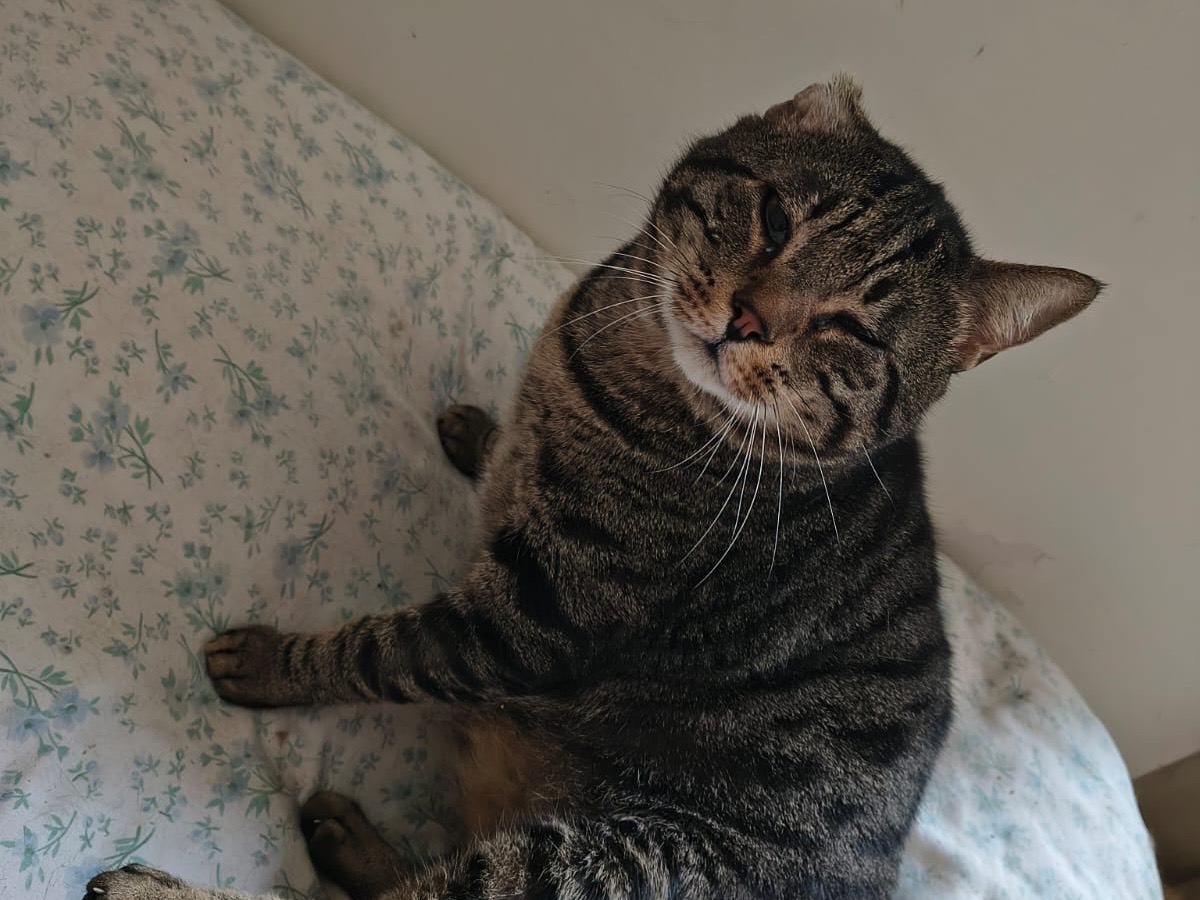 Adotta un gatto, maschio, 6 anni e 8 mesi, Teramo