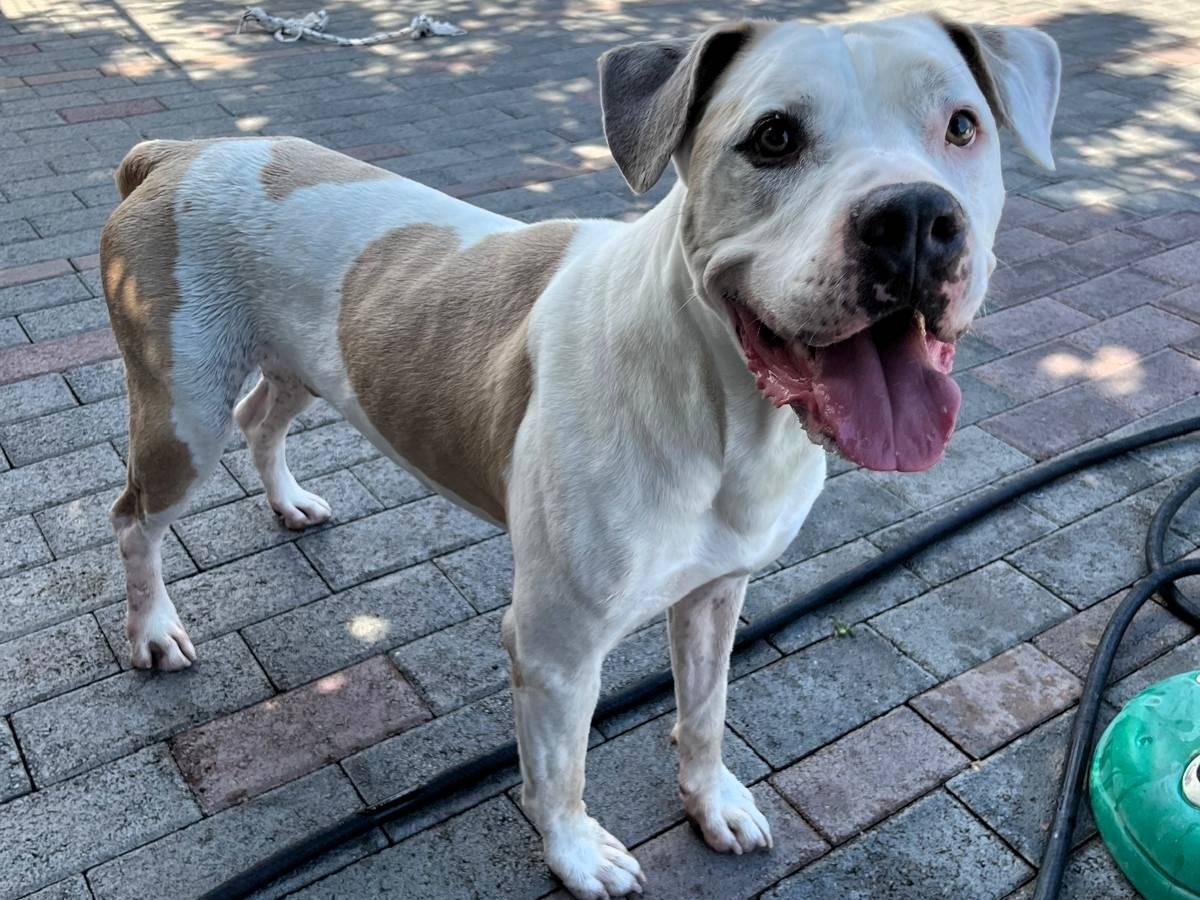 Adozione cane, maschio, Razza sconosciuta Razza sconosciuta, 5 anni e 1 mese, taglia media, Milano