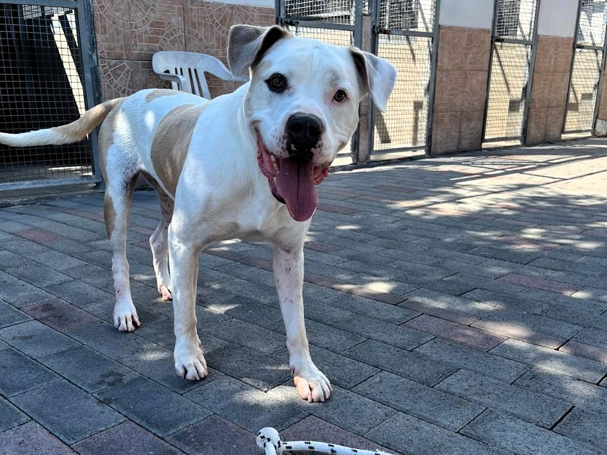 Adotta un cane, taglia media, maschio, Milano