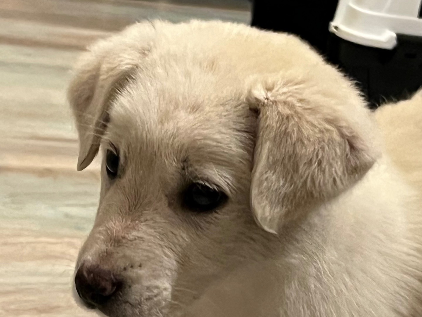 Adotta un cane, taglia media, maschio, Enna