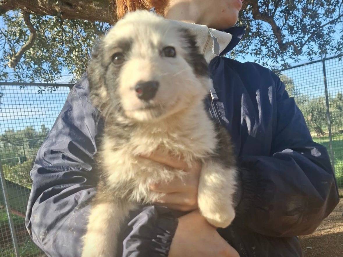 Adotta un cane, femmina, 3 mesi, Taranto