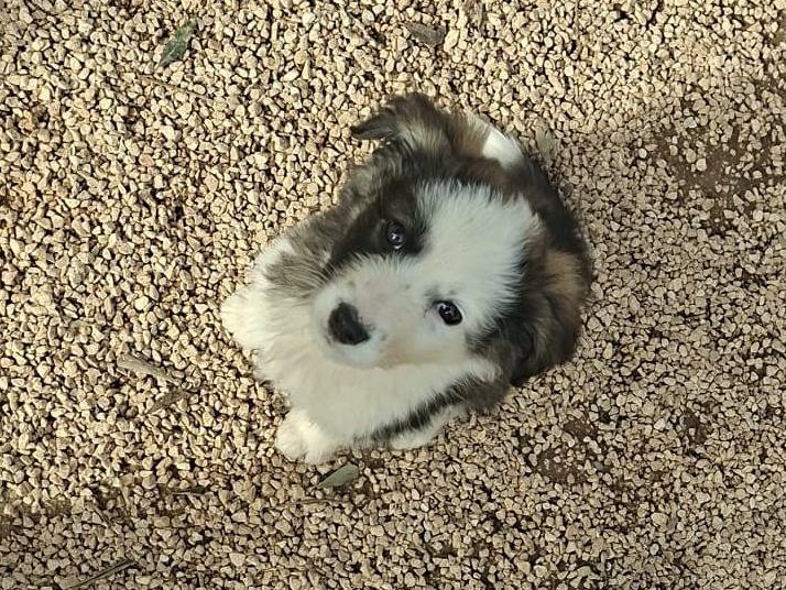 Adotta un cane, taglia media, femmina, Taranto