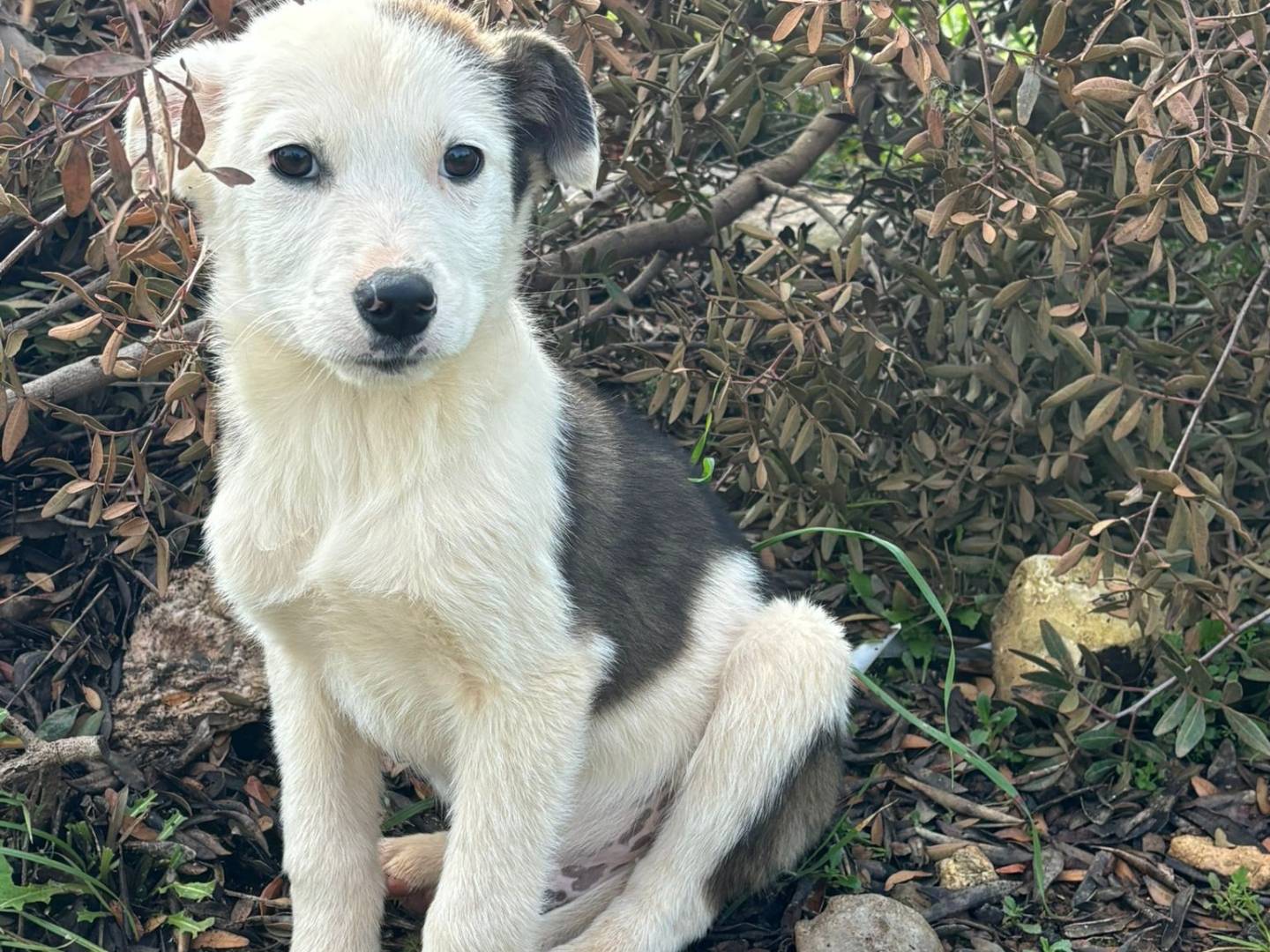 Adozione cane, maschio, Razza sconosciuta Razza sconosciuta, 3 mesi, taglia media contenuta, Taranto