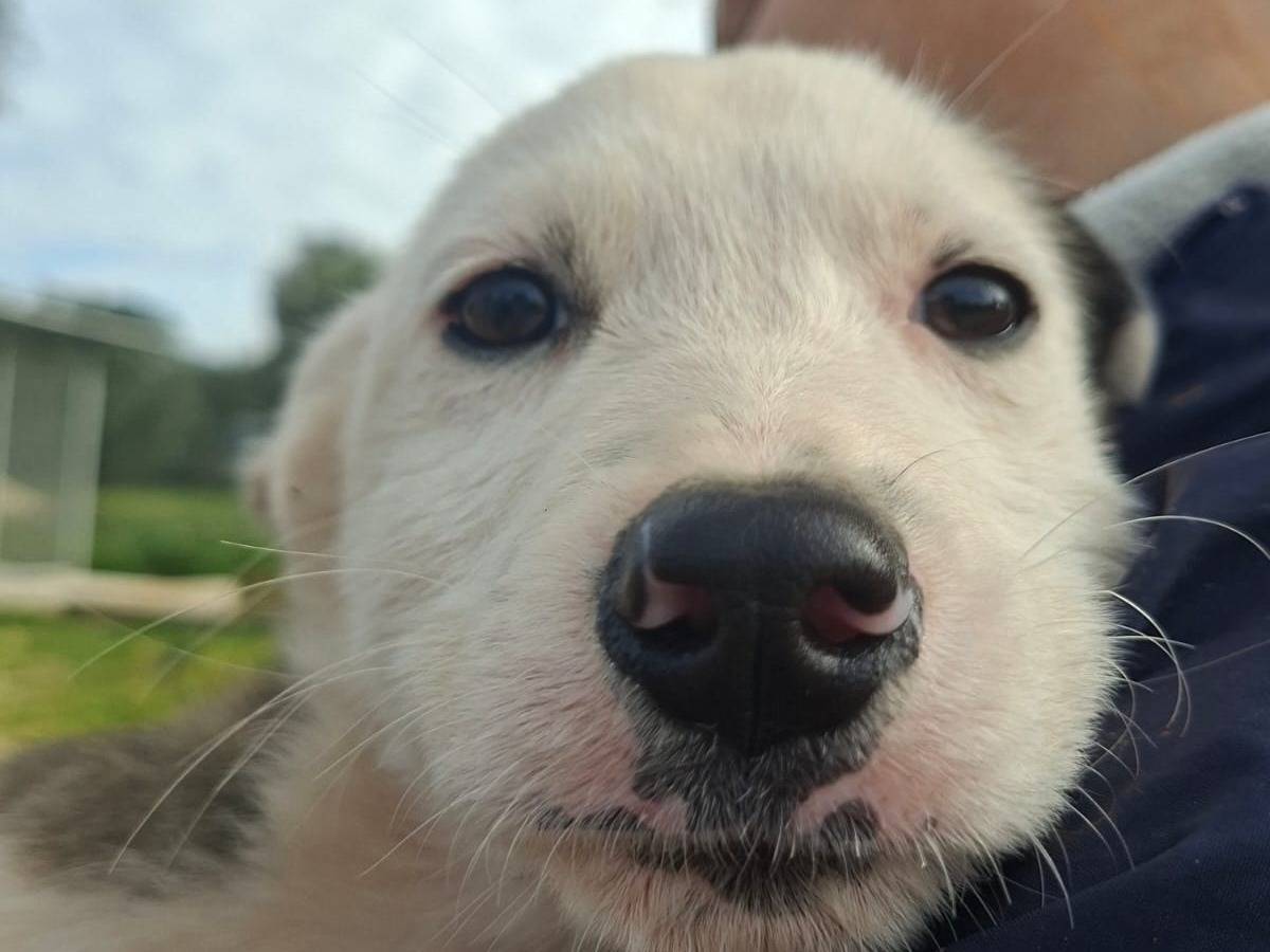 Adotta un cane, maschio, 3 mesi, Taranto