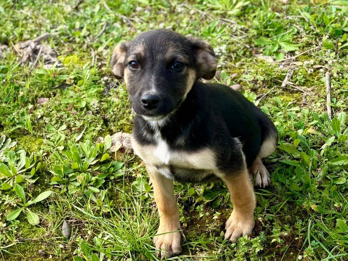 Adotta un cane, femmina, 3 mesi, Taranto