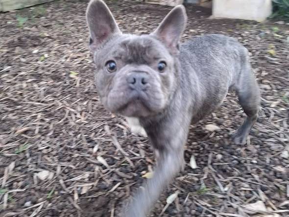 Vuoi adottare un cane a Bari?