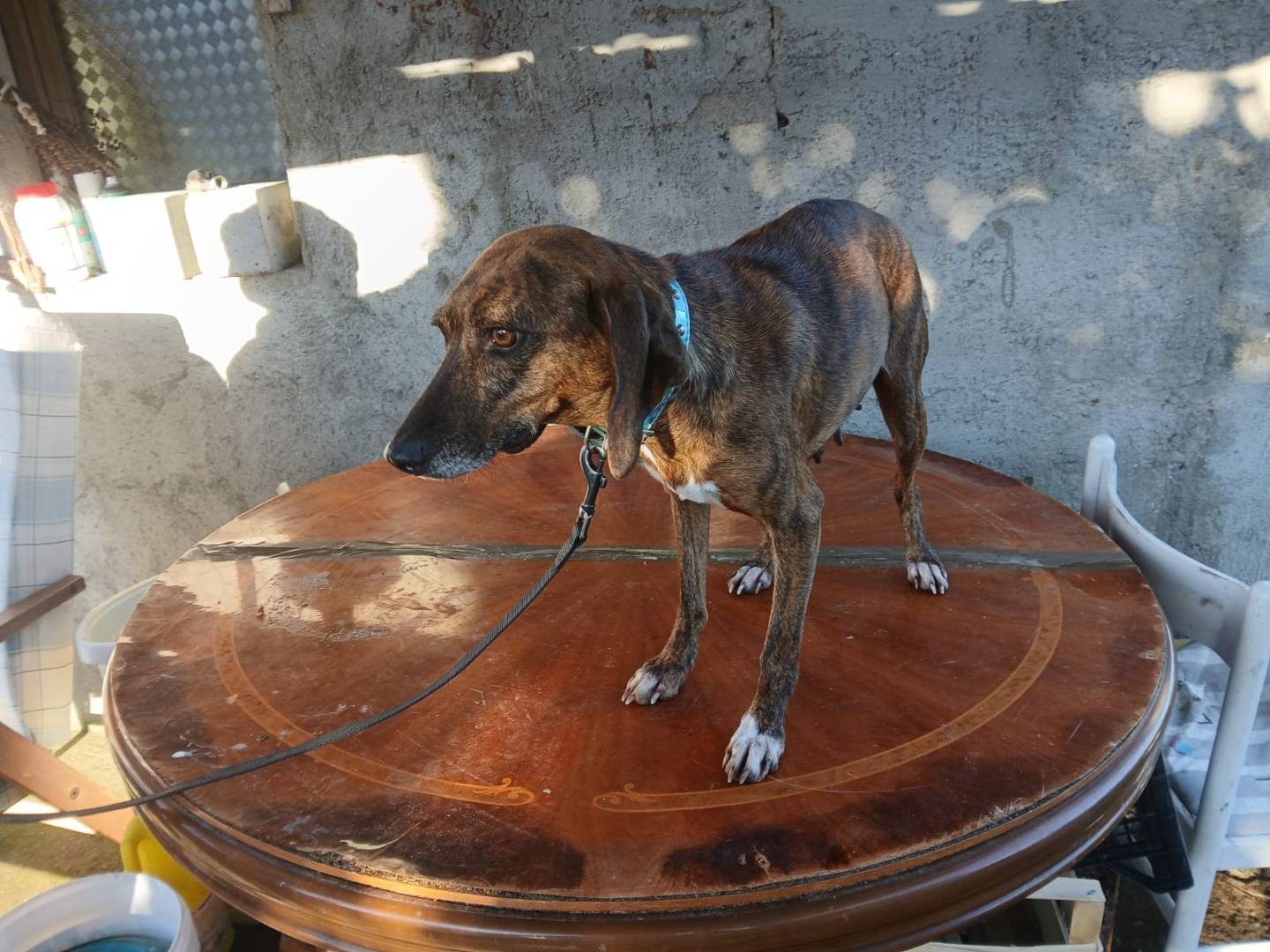 Adotta un cane, taglia piccola, femmina, Vibo