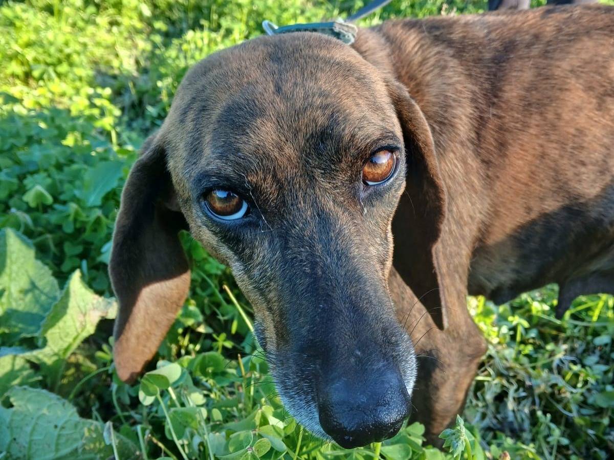 Vuoi adottare un cane a Vibo?