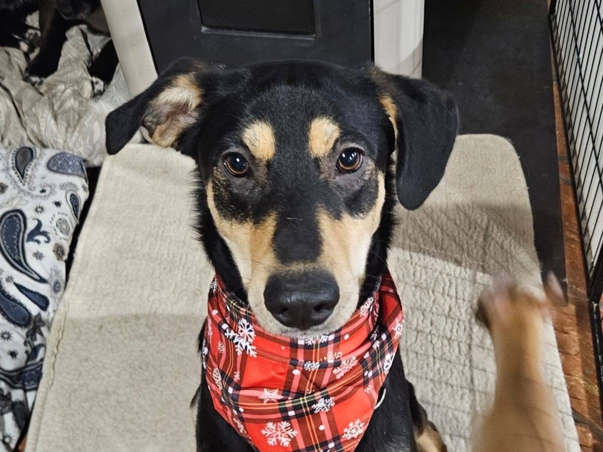 Vuoi adottare un cane a Como?