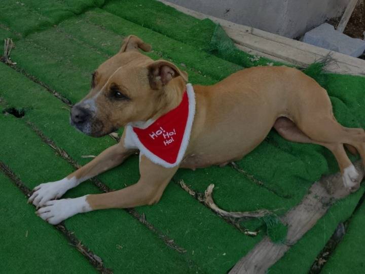 Adozione cane, femmina, Pitbull Razza sconosciuta, 9 anni e 1 mese, taglia media, Catania