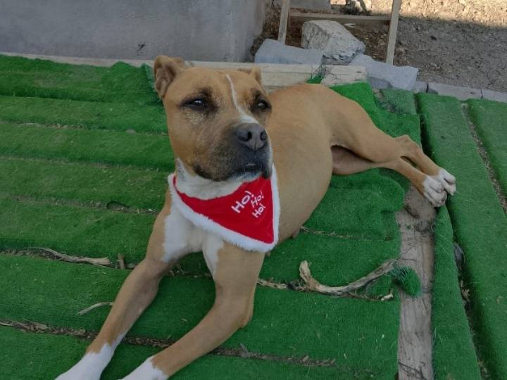 Adotta un cane, femmina, 9 anni e 1 mese, Catania