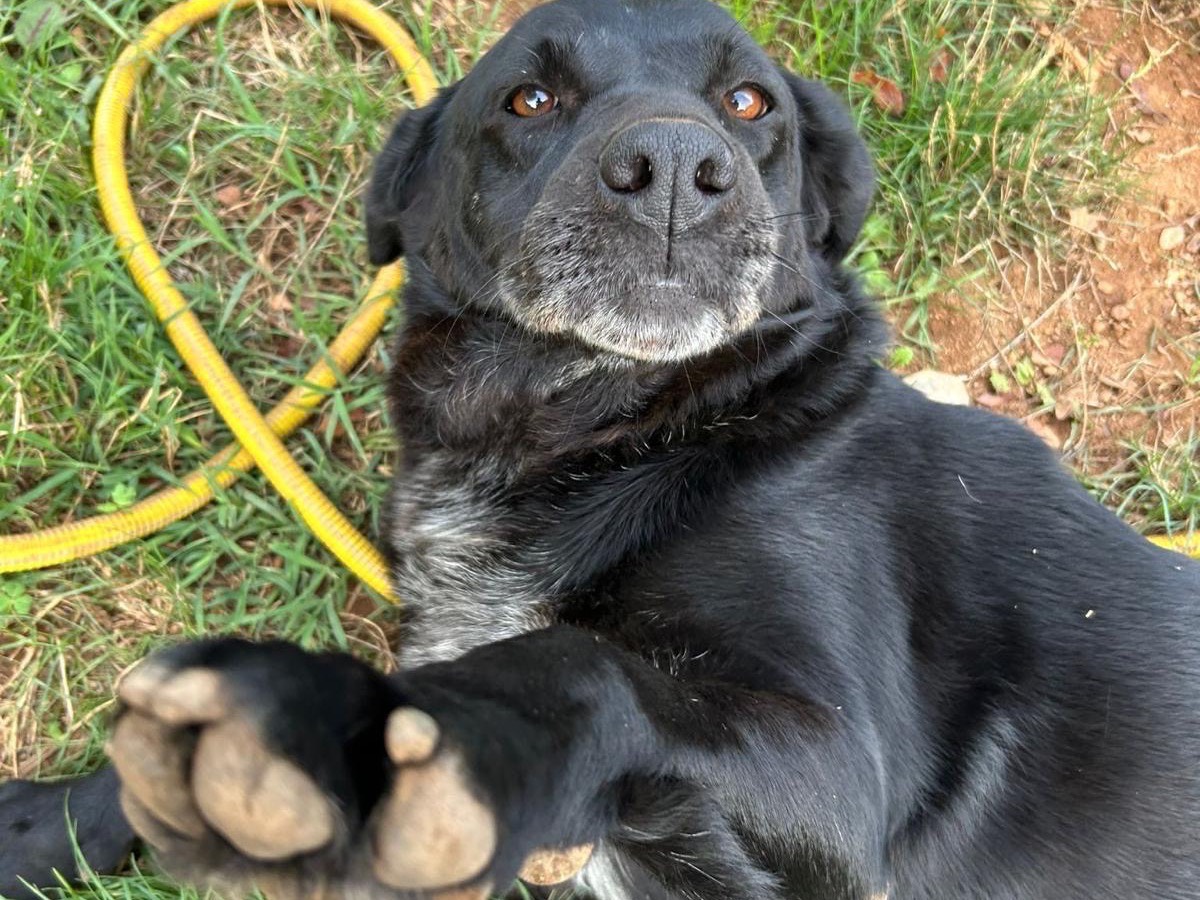 Adotta un cane, femmina, 7 anni e 2 mesi, Catanzaro