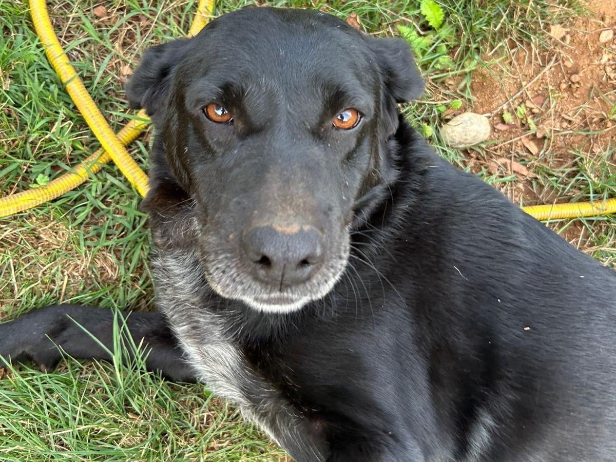 Vuoi adottare un cane a Catanzaro?