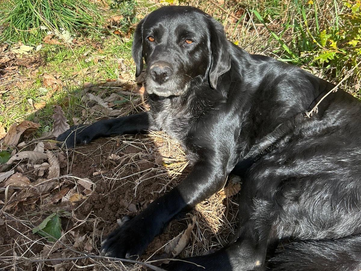 Adotta il cane LINDA a Catanzaro