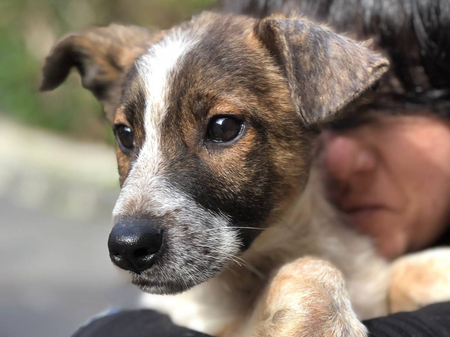 Adotta un cane, femmina, 4 mesi, Siracusa