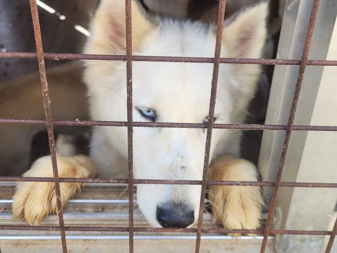 Adotta il cane Donut a Milano