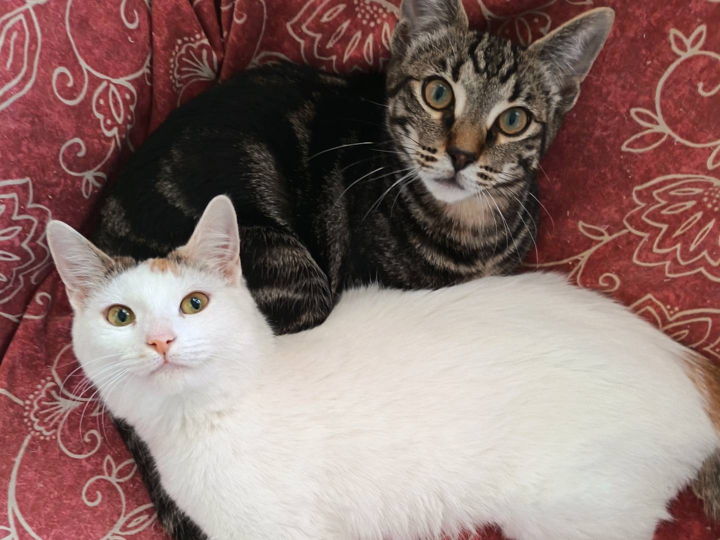 Adotta il gatto Minù a Milano