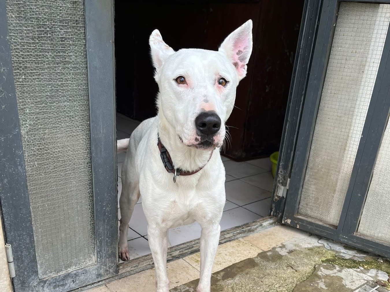 Vuoi adottare un cane a Siracusa?