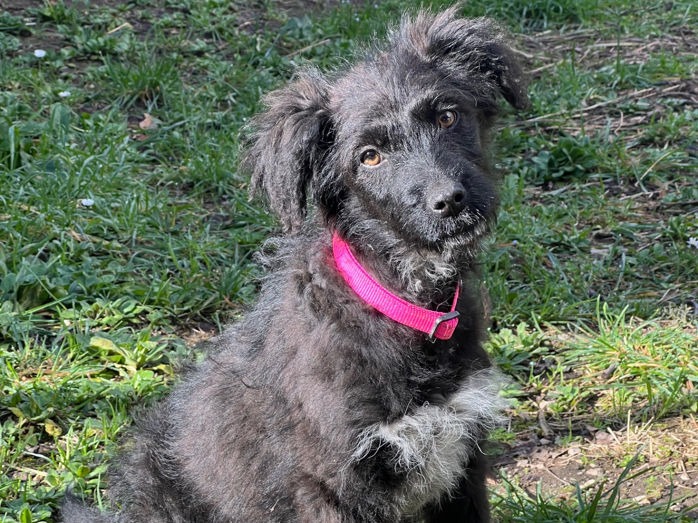 Adozione cane, femmina, Spinone Razza sconosciuta, 3 mesi, taglia media, Roma