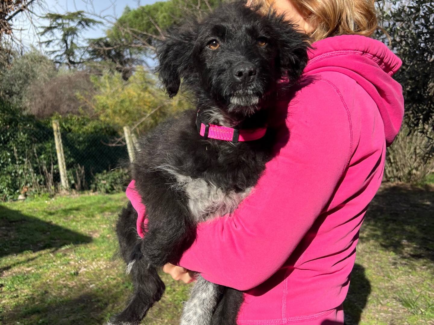 Adotta un cane, femmina, 3 mesi, Roma