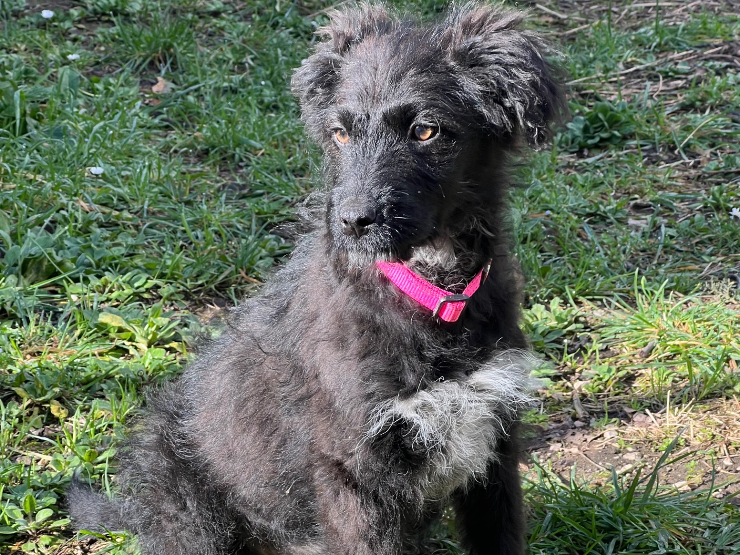 Adotta un cane, taglia media, femmina, Roma