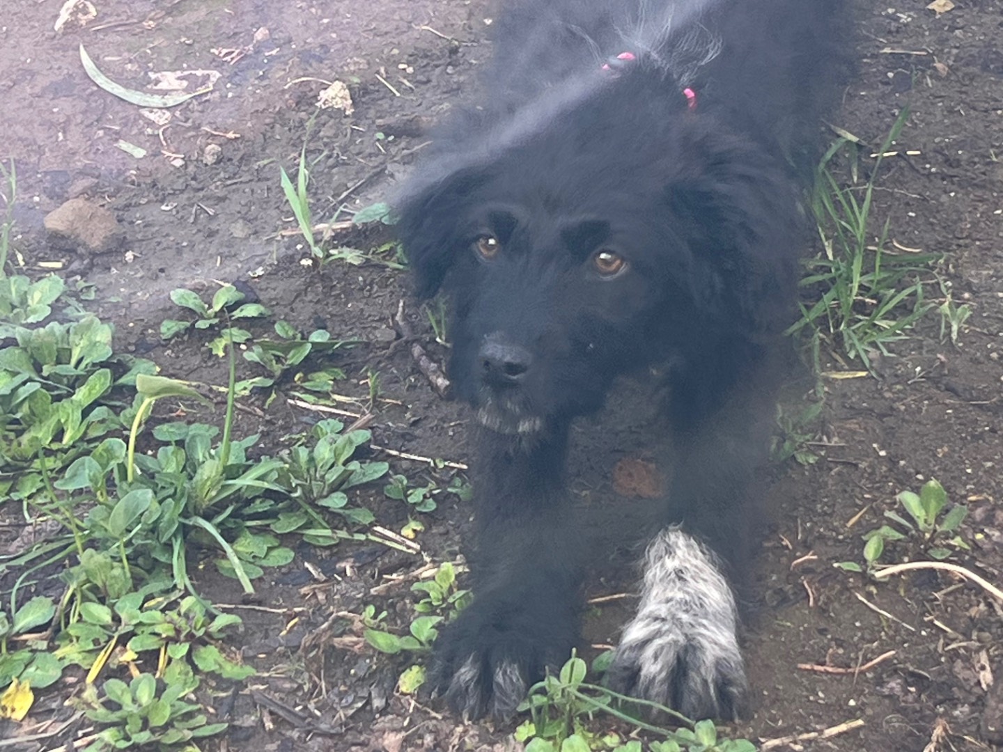 Vuoi adottare un cane a Roma?