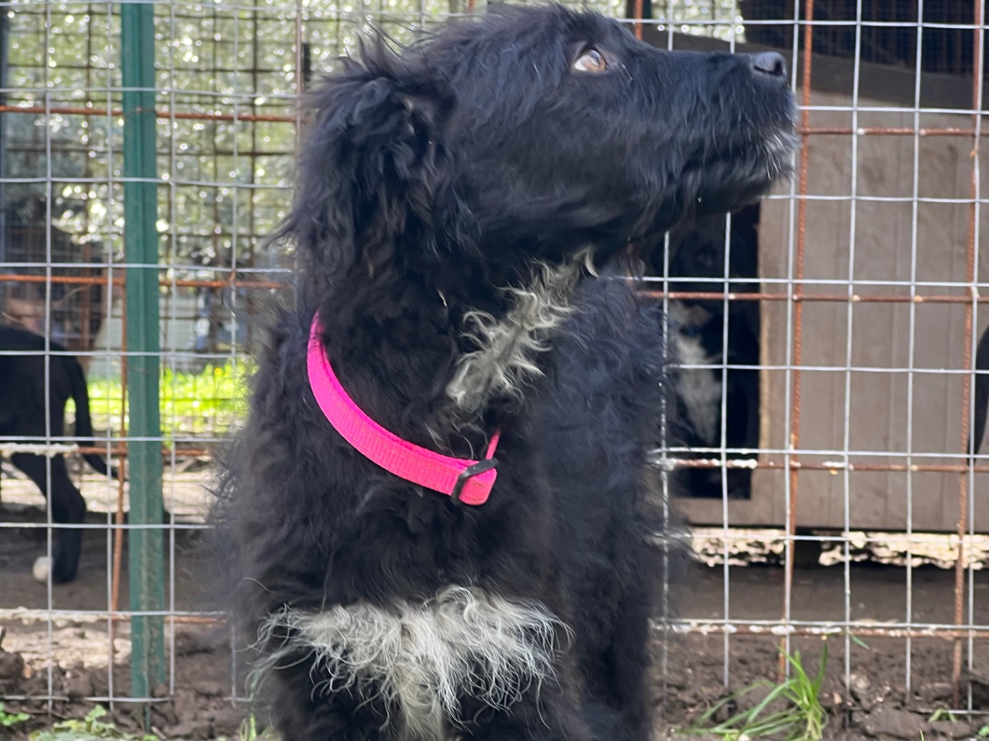 Adotta il cane Dana a Roma