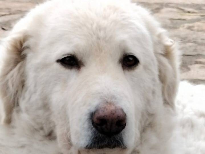 Adotta un cane, femmina, 2 anni e 4 mesi, Parma