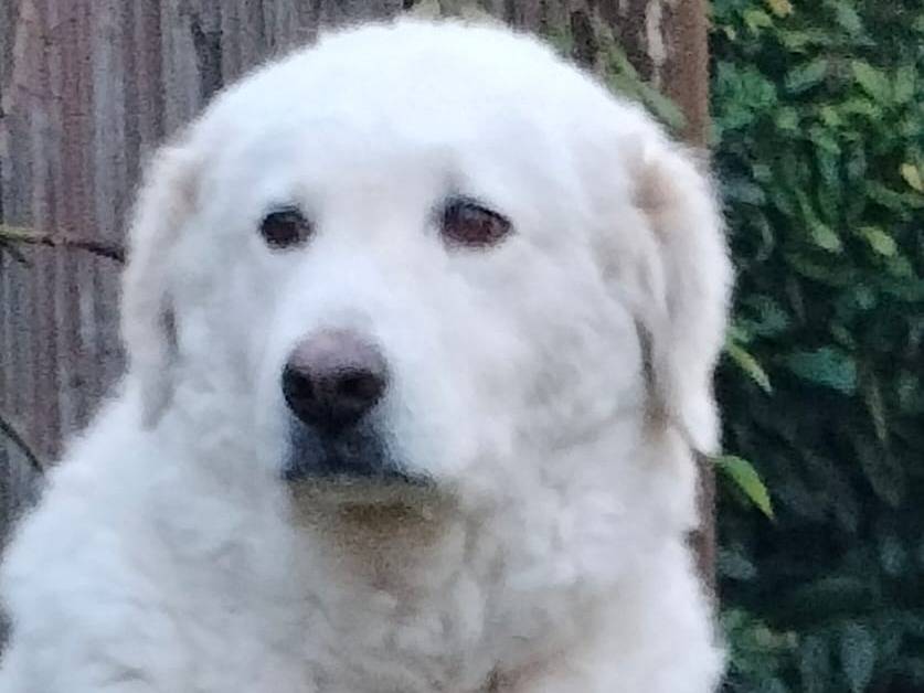 Adotta il cane Milù a Parma