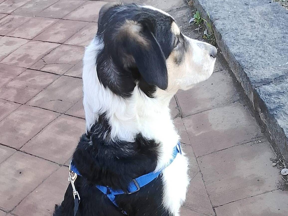 Adozione cane, maschio, Razza sconosciuta Razza sconosciuta, 3 mesi, taglia media, Catania